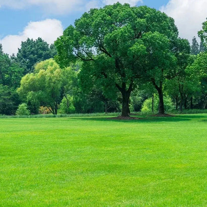 Césped Enano Evergreen – Semillas de Crecimiento Rápido TK